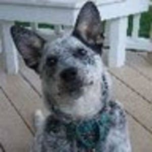 Meet your Posher, Meredith